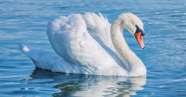 Лебедите не са особено любвеобилни и дружелюбни Те са териториални