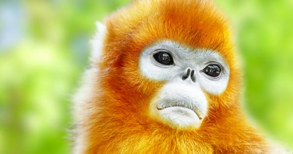 Когато осиротялото шимпанзе Томас умира неговият приятел Пан страда И