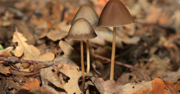 Има свидетелства че магическите гъби могат наистина да помогнат за