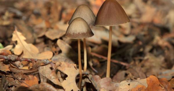 Психиделичната терапия преживява в момента своего рода ренесанс и според