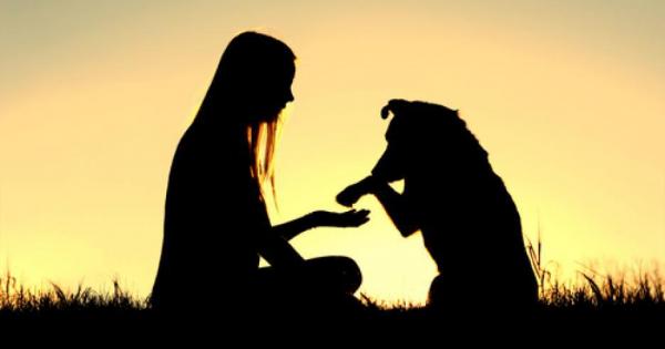 Всички знаем за мита Ласи или хипотезата че едно куче