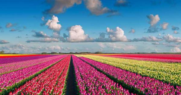 Пролетта идва бавно но сигурно Поне в някои кътчета на