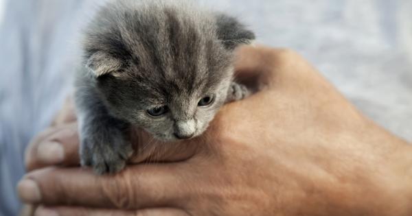 Eдин ден докато се разхождал из гората един старец видял