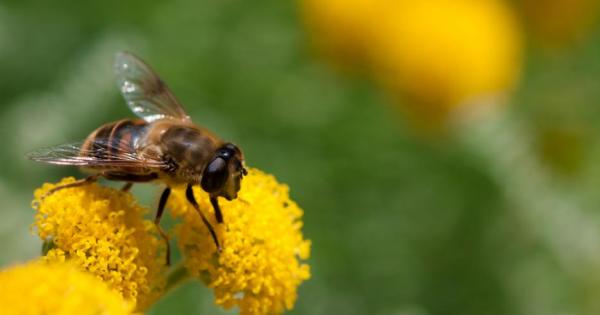Живяла някога пчела с прозрачни крилца Живяла в прекрасна гора