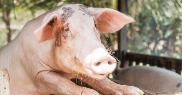 Оргазмът на прасето трае до 30 минути
Хлебарката може да живее