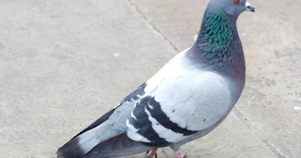 Гълъбите поклащат главата си нагоре надолу когато вървят не просто за