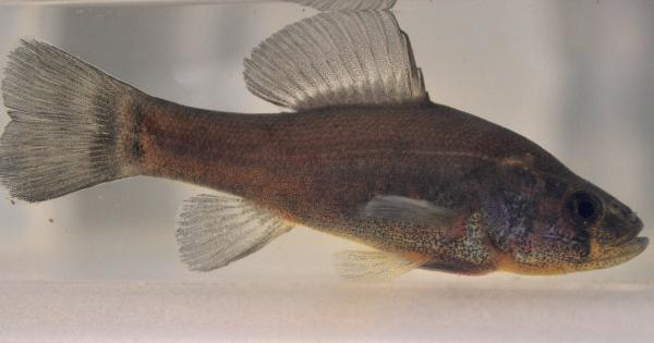 Тази невероятно изобретателна риба успява да заблуди потенциалните хищници че