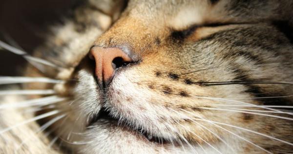 За разлика от кучетата които имат множество недвусмислени начини да