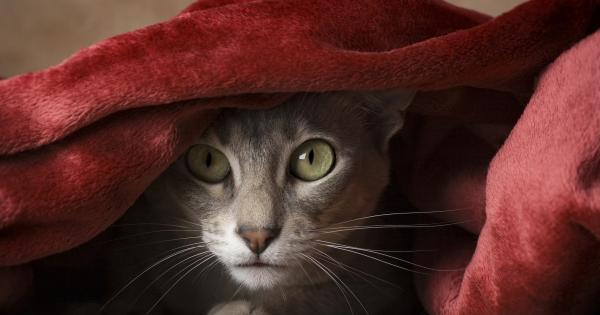 Да са умилителни е само едно от нещата което нашите