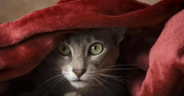 Край източните брегове на Япония се намира малкият остров Ташироджима