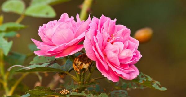 Един мъж живеещ накрая на пустинята засадил млад розов храст