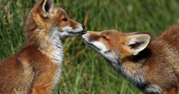 Лисиче – казало лисичето на лисичето – Помни миличко че