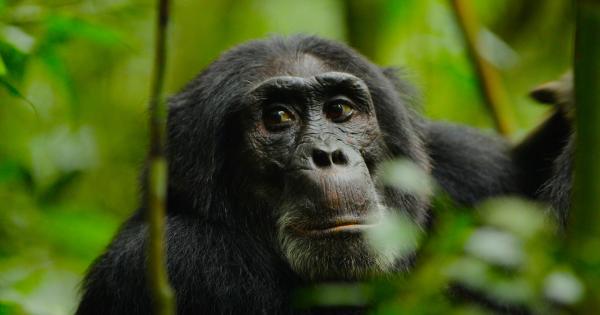 Заснет в рамките на над 23 години Възходът на маймуните воини