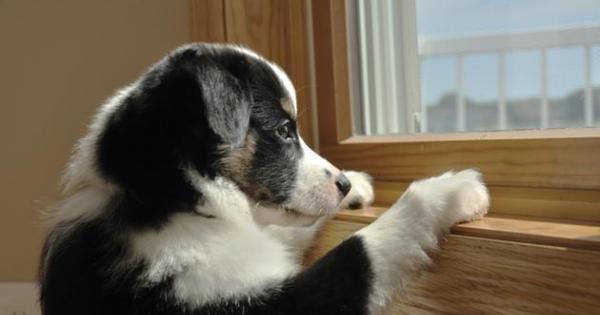 Да оставите кучето само вкъщи не е лесно Едно че