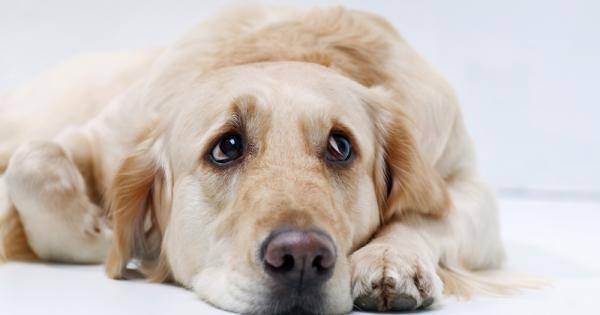 Чудили ли сте се някога защо кучетата вперват тъжен поглед