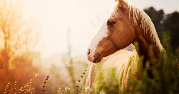 Конете разчитат и реагират на човешките лицеви изражения което предполага