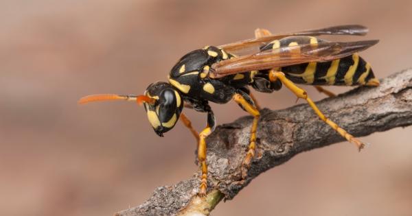 Осите се хранят с нектар
Менюто на осите е много разнообразно