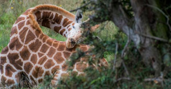 Вижте хубаво тези снимки на подремващи жирафи защото ще се натъкнете