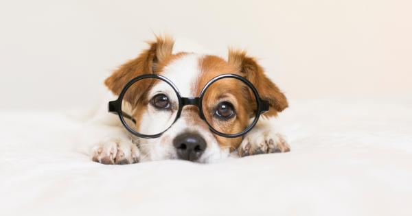Проучване на унгарски учени сочи, че кучетата разбират какво им