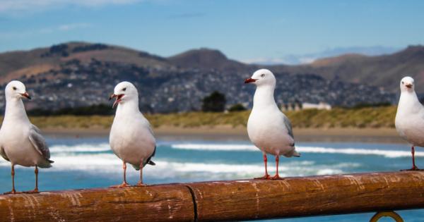 Австралийските чайки пренасят устойчиви на лекарства бактерии, които биха могли