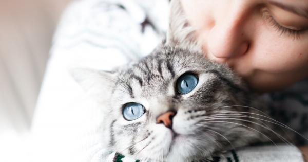 Котките са сред най предпочитаните домашни любимци Безспорно правят дома по уютен