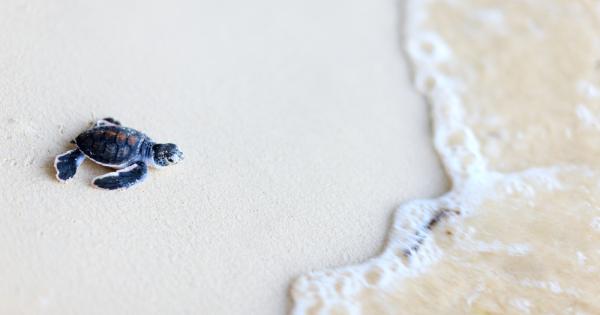 Няма нищо по сладко от малко животинче И тези 10 сладки снимки