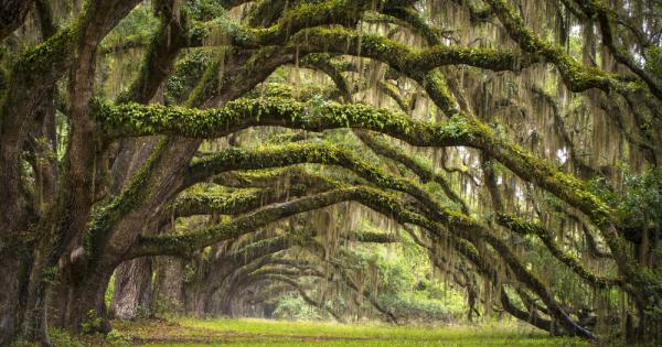 Край пътя самотно стоеше стволът на старо изсъхнало дърво Минал през