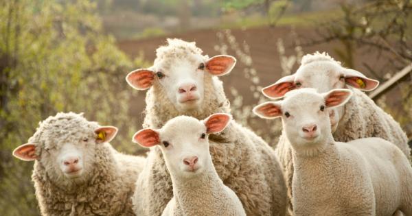 От векове човекът смята, че овцата е глупаво животно. Изследвания