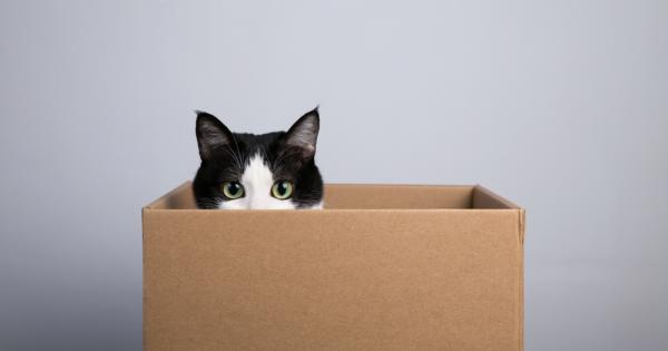Не всички котки са луди по кутии Но истинските фенове