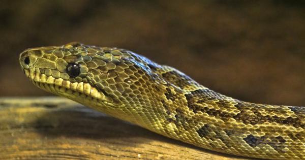 Змиите са студенокръвни безкраки влечуги близки родственици на гущерите с