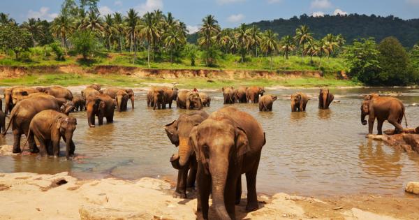 Дивите животни в света може да намалеят с 67 до