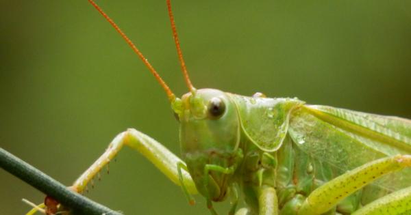 Ако никога досега не сте се изправяли очи в очи