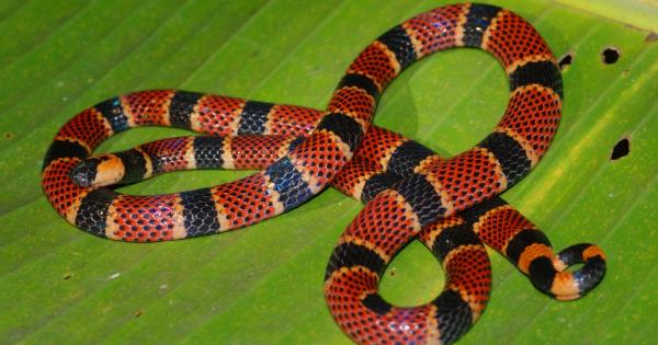 Въпреки че ухапванията на всички отровни змии са причина за