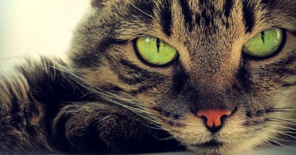 Преди три хиляди години в Египет те били почитани като