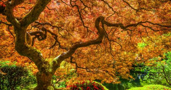 След дългия ден прекаран във фотосинтеза дали дърветата заспиват Зависи
