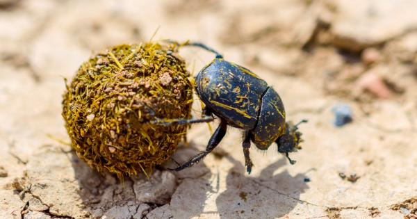 Всеизвестен факт е че камерите на мобилните телефони не са