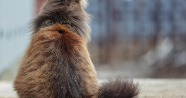 Дали котките ни разбират когато се опитваме да им кажем