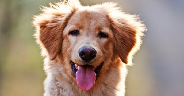 Понякога те ни разбират по добре отколкото ние тях 1 Ако ви