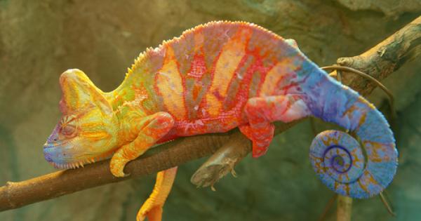 Хамелеонът е удивително животно заради уменията му да изменя цвета
