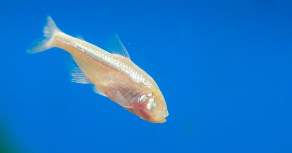 Учени откриха риба която може да регенерира тъканта на сърцето