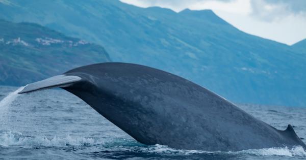 Дълго време учените не можеха да измерят пулса на най голямото