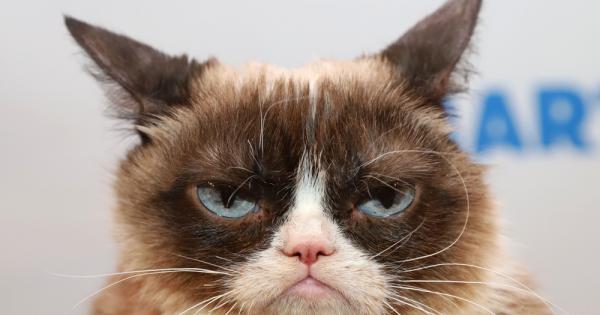 Grumpy Cat известно и като Сърдитото коте  най популярната котка в интернет почина съобщава БиБиСи  BBC Котето