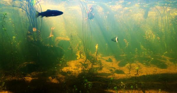 Учени откриха че риба която живее край бреговете на САЩ