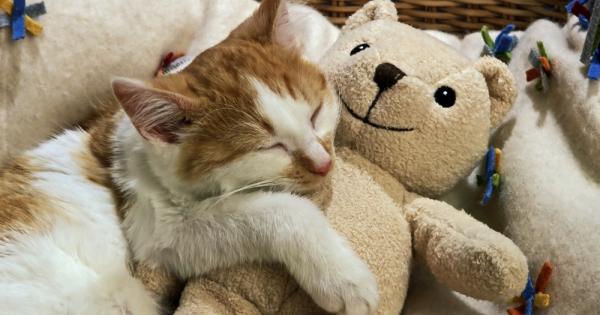 Може би единственото по сладко нещо от очарователен домашен любимец е