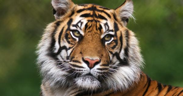 Преди сто години в дивата природа са живели около 100