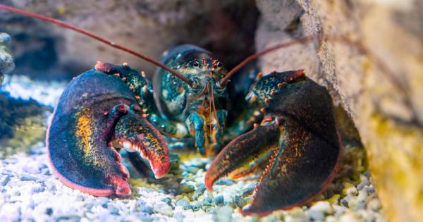 Съвсем наскоро капитан Дарил Дънам рибар в щата Мейн САЩ