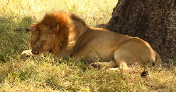 Лъвът си дремел под сянката на едно дърво в гората