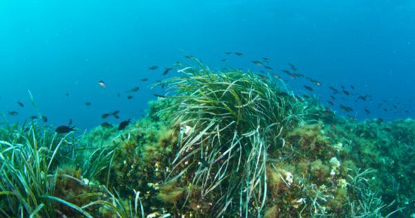 Интерфакс Международна експедиция откри живи организми на дълбочина 1960 метра
