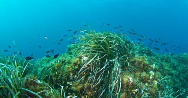 Хидроакустично изследване на звуковете от морските бозайници които позволяват да