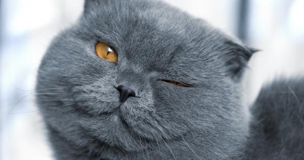 От древен Египет през приказките на Шарл Перо до вездесъщия